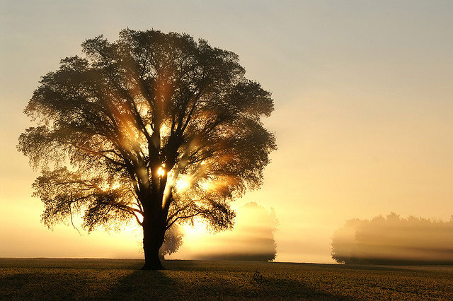 morning tree